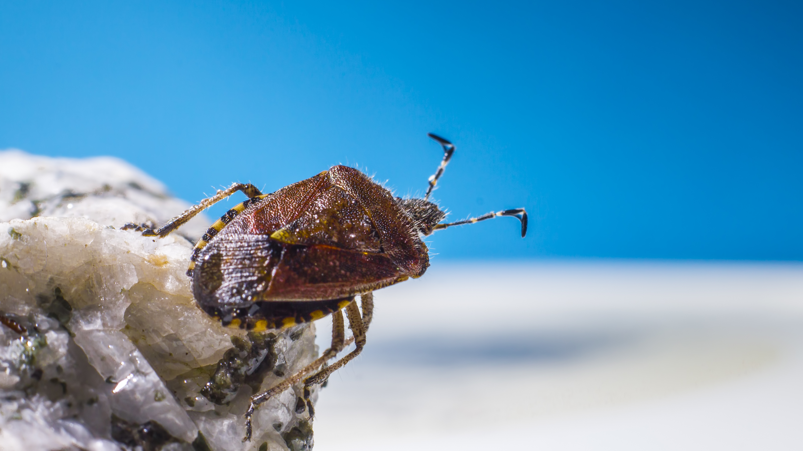 Winter pest prevention tips for Beverly Hills homes
