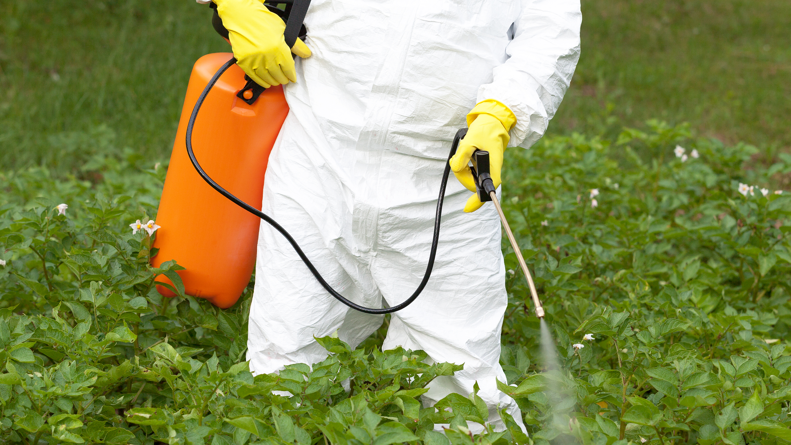 Eco-friendly pest control services in Los Angeles