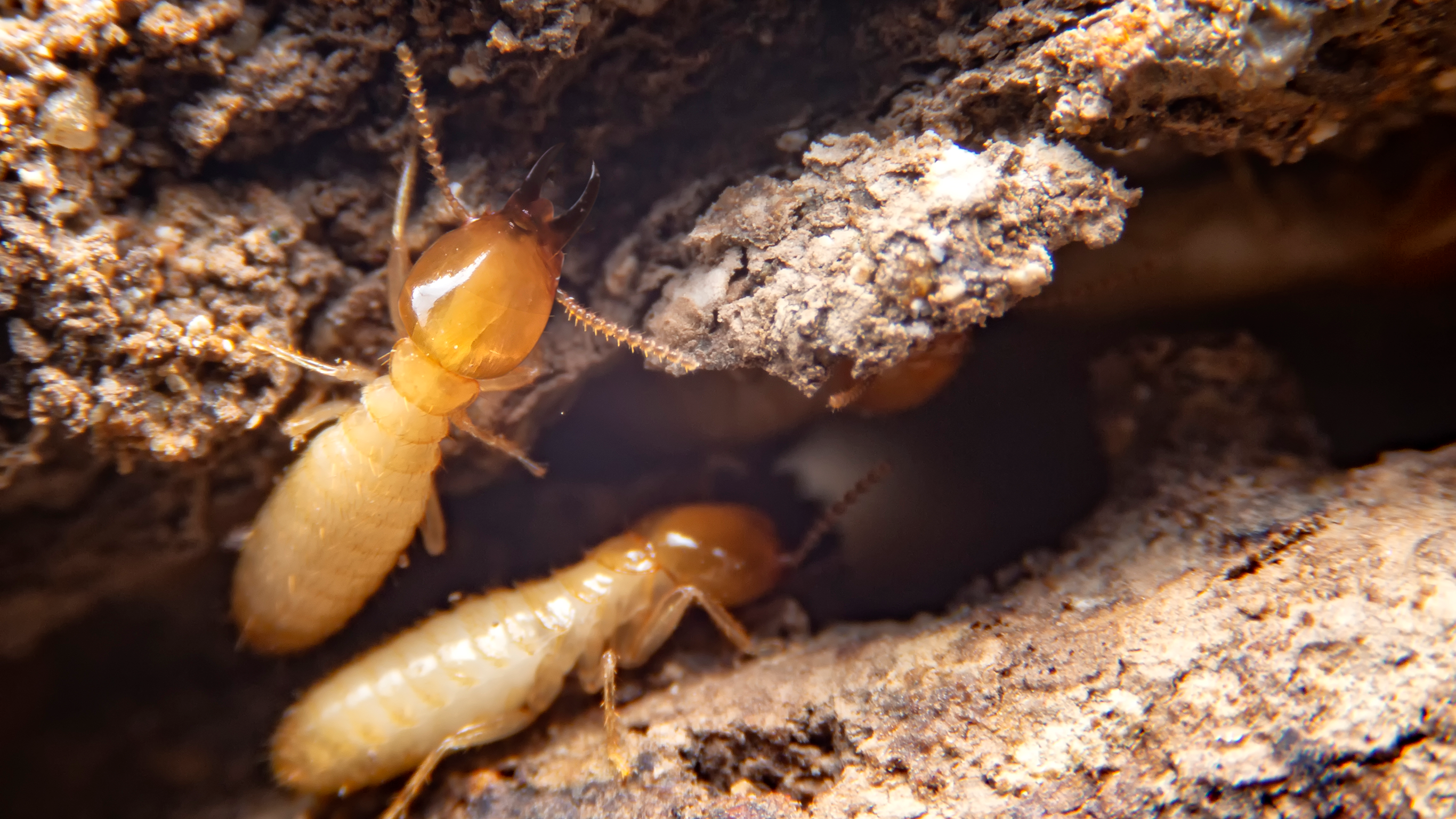 Signs of termite damage in Beverly Hills homes