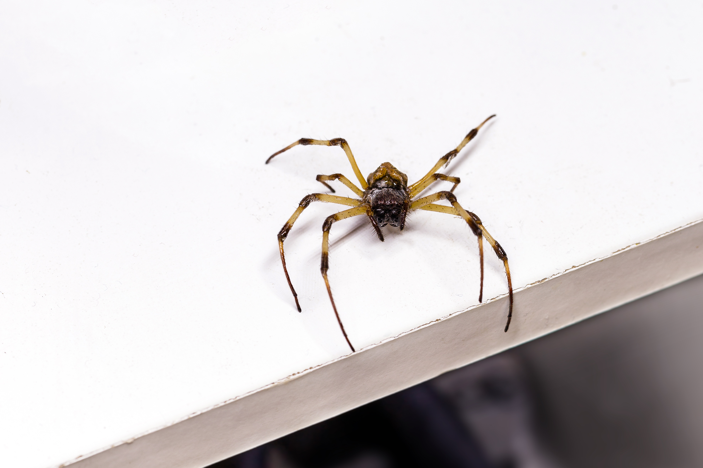 Picture associated with Spider, Roach, and Silverfish Control