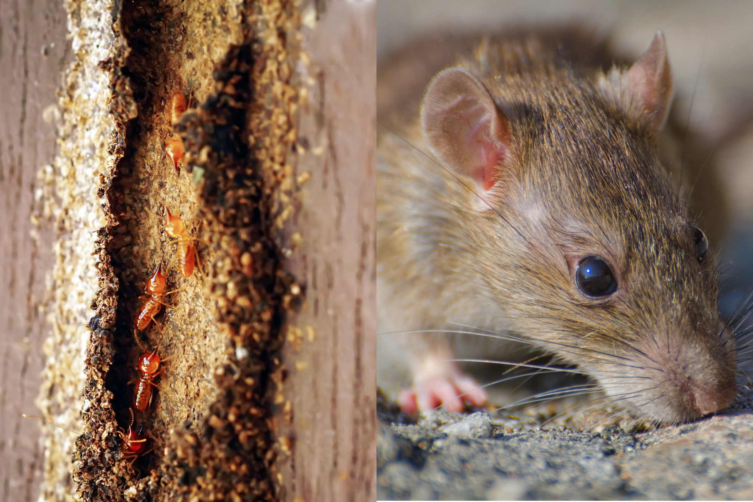 Termite and Rodent Control Los Angeles